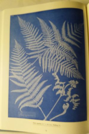 Sun Gardens image number 1