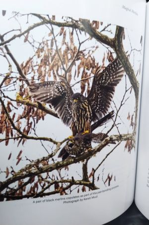 Magical Merlins image number 1