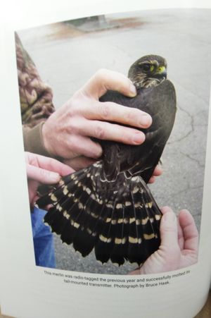 Magical Merlins image number 2