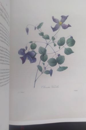 Pierre-joseph Redout image number 2