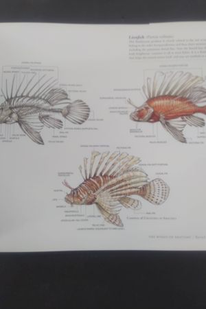 Science of Creature Design: understanding animal anatomy image number 2