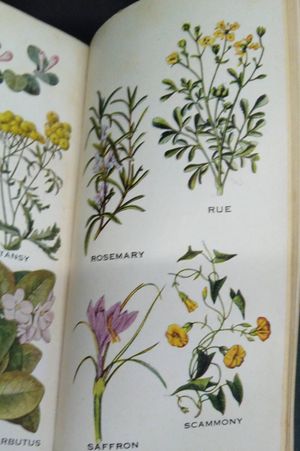 The Herbalist and Herb Doctor image number 2