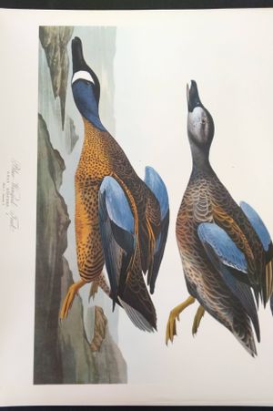 The Audubon Folio: 30 Great Bird Paintings  image number 1