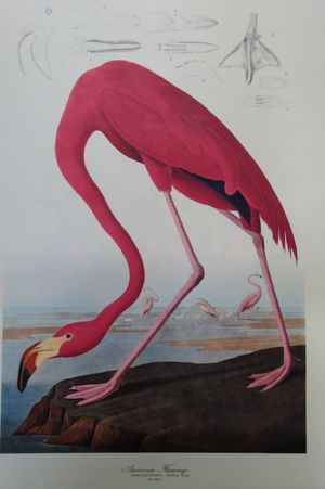 The Audubon Folio: 30 Great Bird Paintings  image number 2