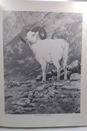A Portrait of Sheep and Sheep Hunting image number 2