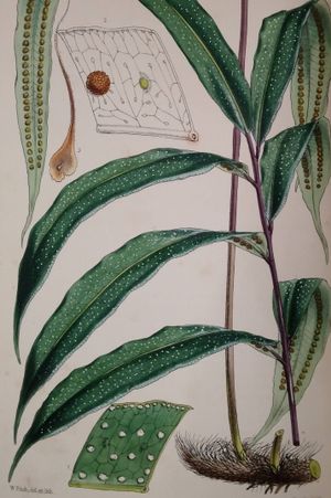 Garden Ferns image number 2