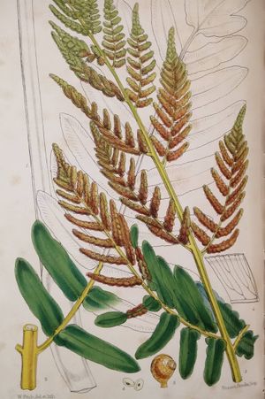 The British Ferns image number 2