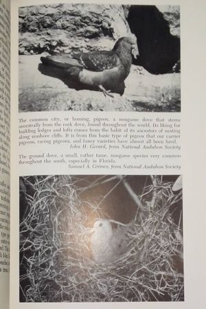 Doves and Dove Shooting image number 1