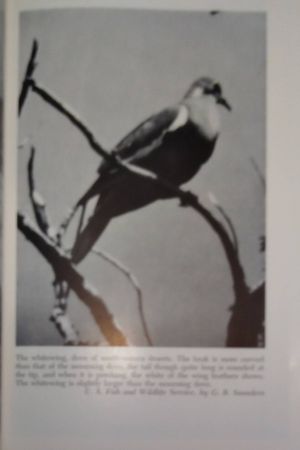 Doves and Dove Shooting image number 2