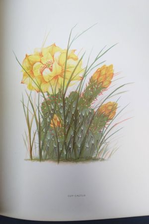 Wild Flowers of Colorado  image number 1