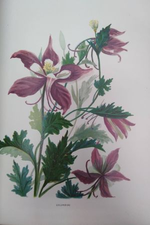 Wild Flowers of Colorado  image number 2