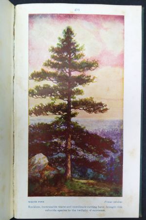 Field Book of American Trees and Shrubs image number 0