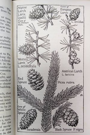 Field Book of American Trees and Shrubs image number 1