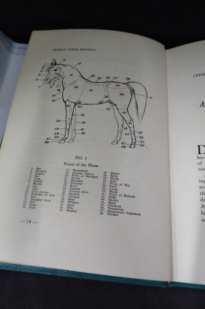 Arabian Horse Breeding image number 2