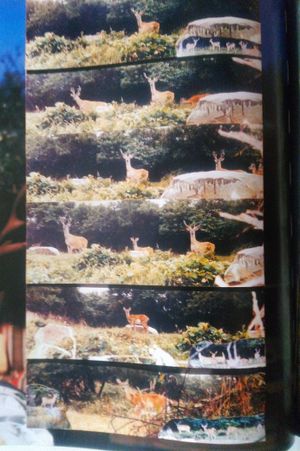 Peter Beard image number 1