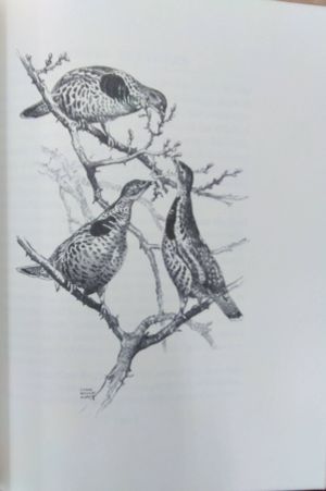 Grouse Feathers Limited Edition image number 2
