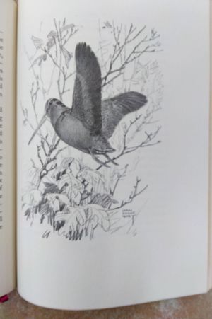 More Grouse Feathers  image number 2