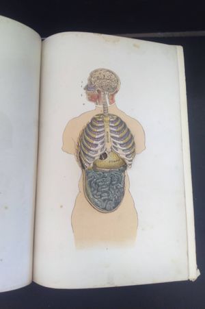 The Home Hand-Book of Domestic Hygiene and Rational Medicine image number 1