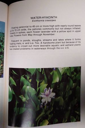 Common Wetland Plants of Southeast Texas image number 2