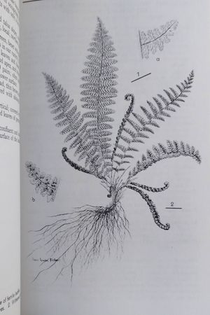 Roger Tory Peterson Field Guides Ferns image number 2