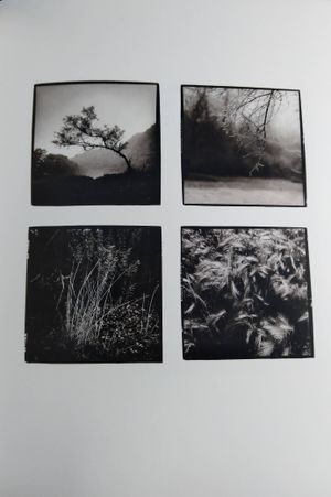 First Kind Sight image number 2