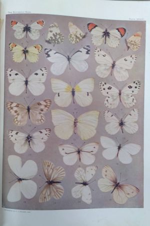 The Butterfly Book image number 2