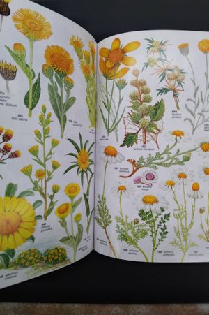Collins Field Guide: Mediterranean Wild Flowers image number 2