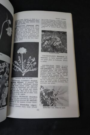 Honey Plants image number 1