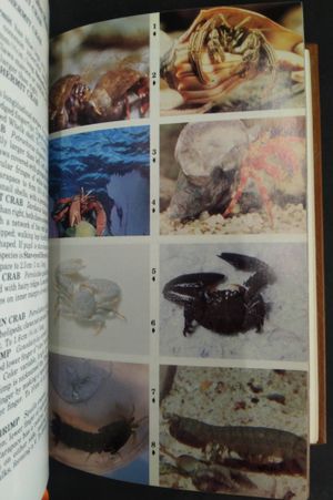 Southeastern and Caribbean Seashores image number 1