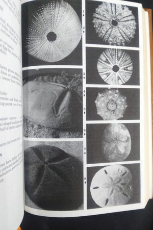 Southeastern and Caribbean Seashores image number 2