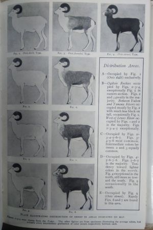 Sheep and sheep hunting image number 0