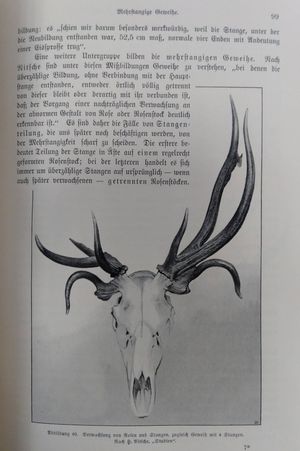 Das Rotwild: Naturbeschreibung, Hege und Jagd [The Red Deer: Natural History, Management, and Hunting] image number 2