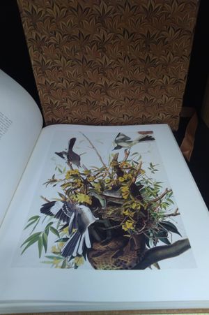 The original water-color paintings by John James Audubon for The birds of America image number 1