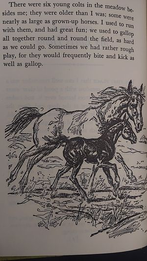 Black Beauty image number 1