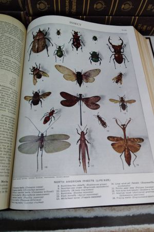 Encyclopaedia Britannica image number 2