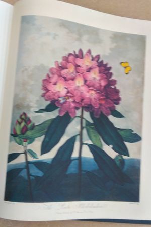 Robert John Thornton: The Temple of Flora image number 2