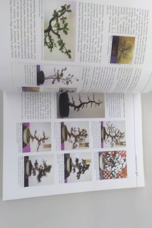 Satsuki Azaleas : For Bonsai Enthusiasts and Azalea Lovers image number 1