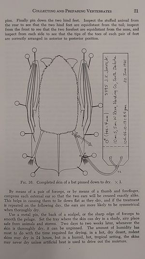 Collecting and Preparing Study Specimens of Vertebrates image number 2