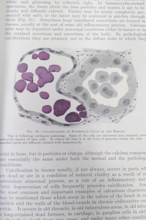 A Text-Book of Pathology image number 2