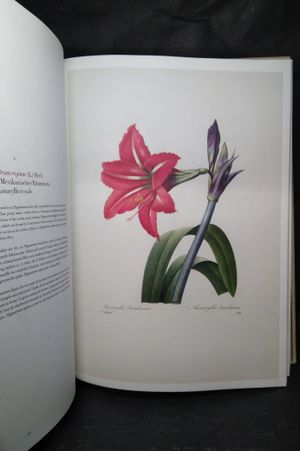 Selection of the Most Beautiful Flowers image number 1