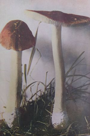 The New Nature Library IV image number 2