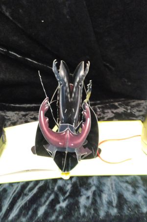 Beetle image number 2