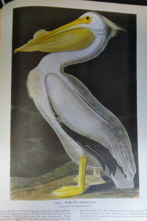 The Birds of America image number 1